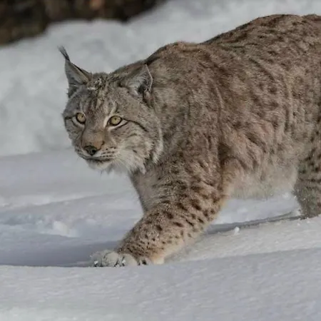 מלון Meuble Tarandan פרום